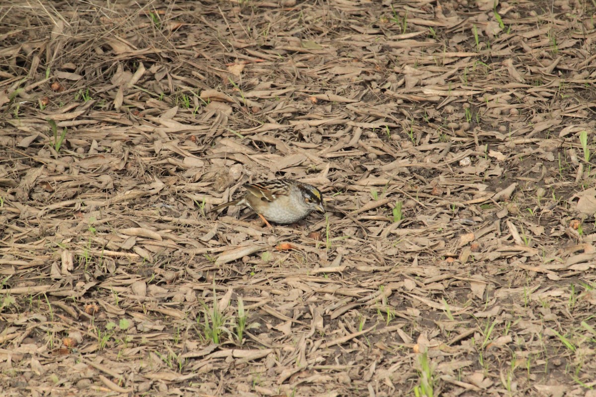 Golden-crowned Sparrow - ML614898937