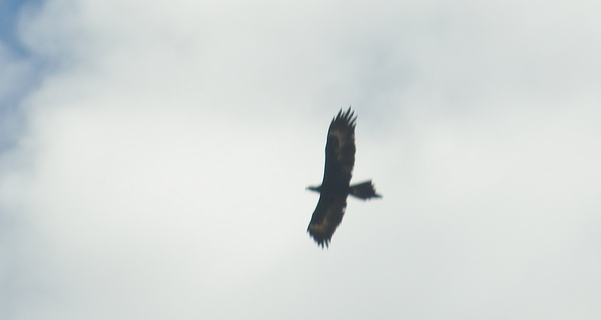 Wedge-tailed Eagle - Lander Zurikarai