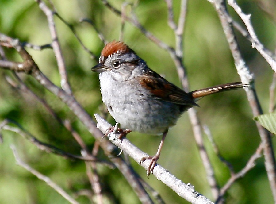 Swamp Sparrow - ML614898951