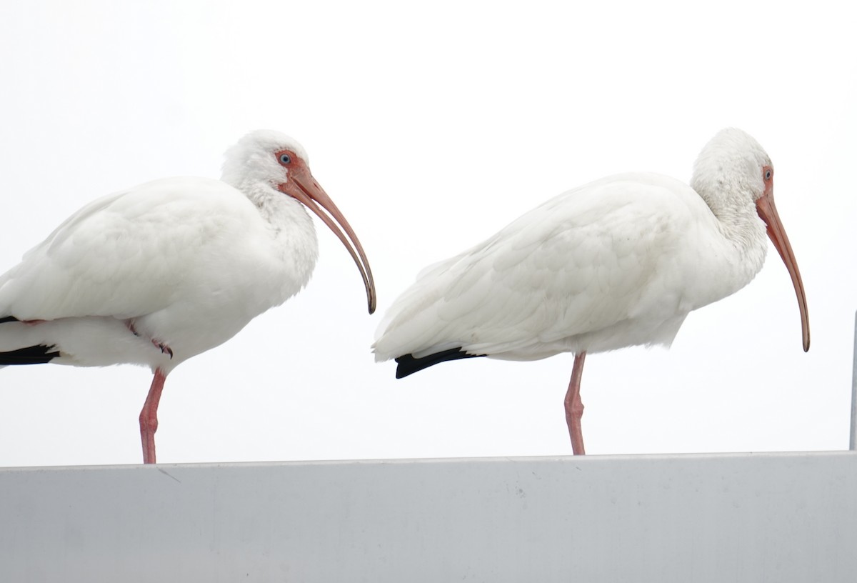 ibis bílý - ML614898954