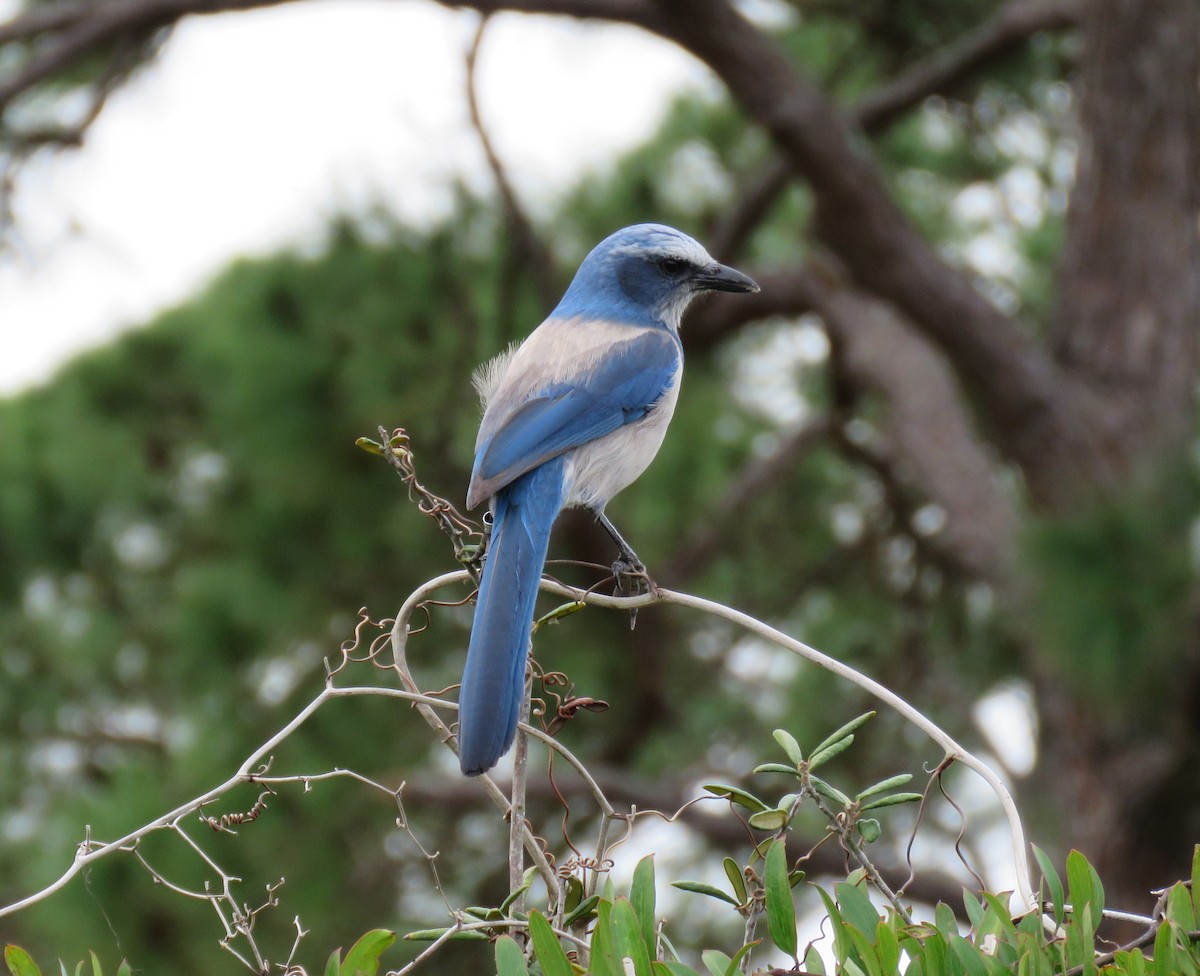 Florida Scrub-Jay - ML614898992