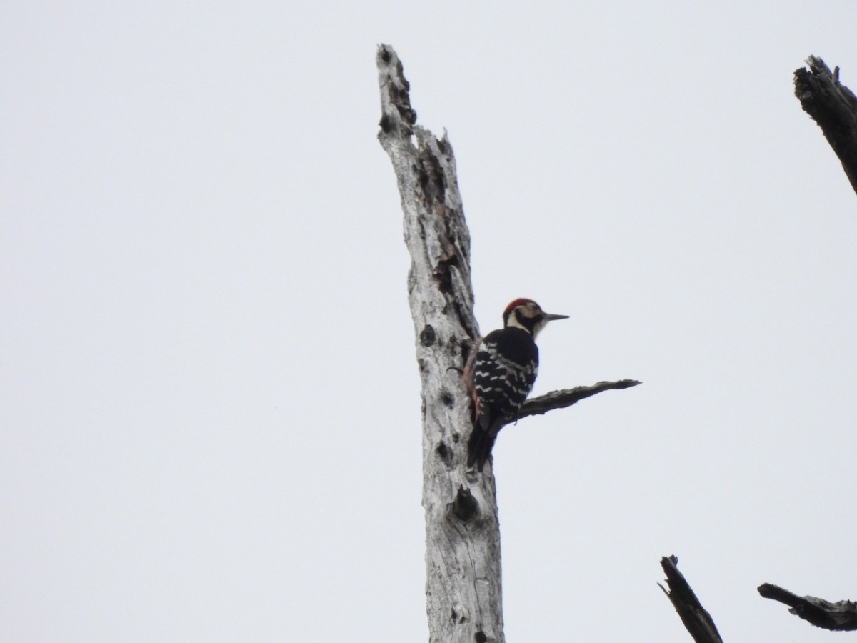 White-backed Woodpecker (White-backed) - ML614899004