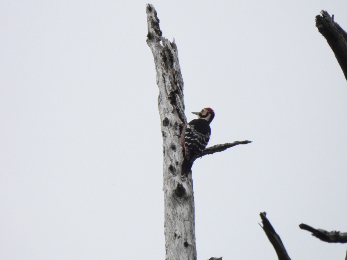 White-backed Woodpecker (White-backed) - ML614899005