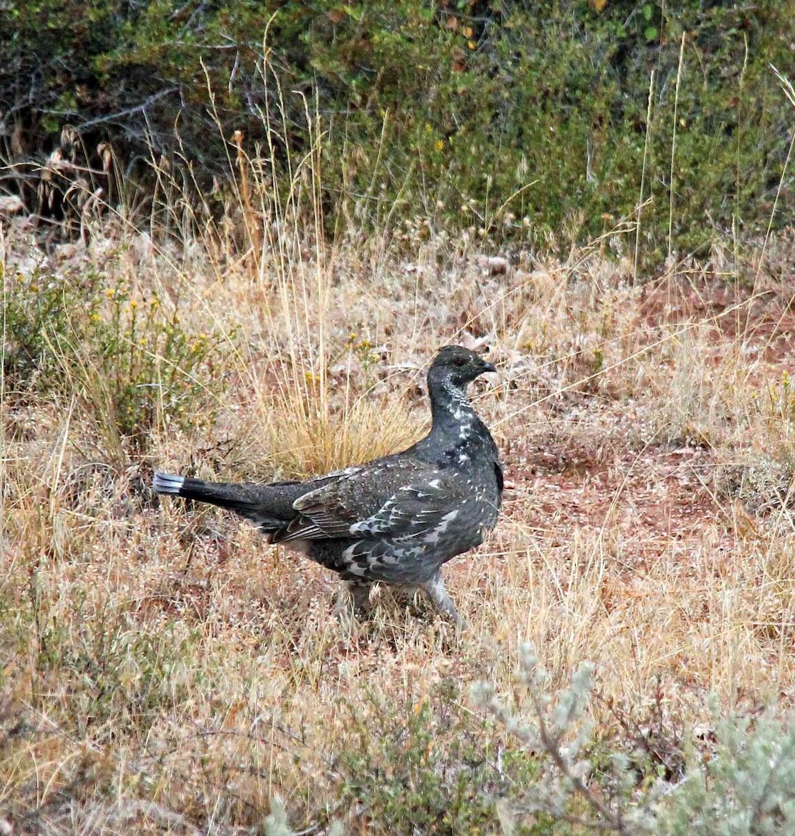 Gallo Oscuro - ML614899025