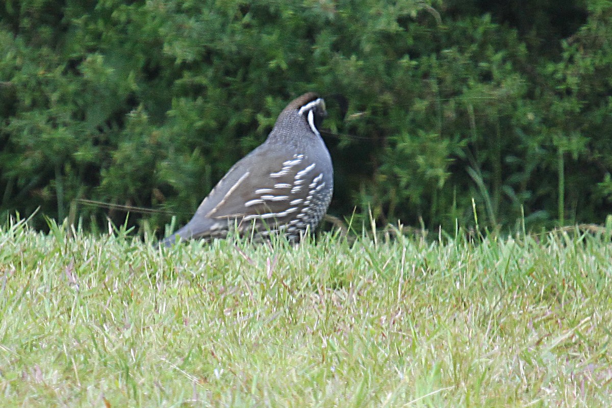 California Quail - ML614899032