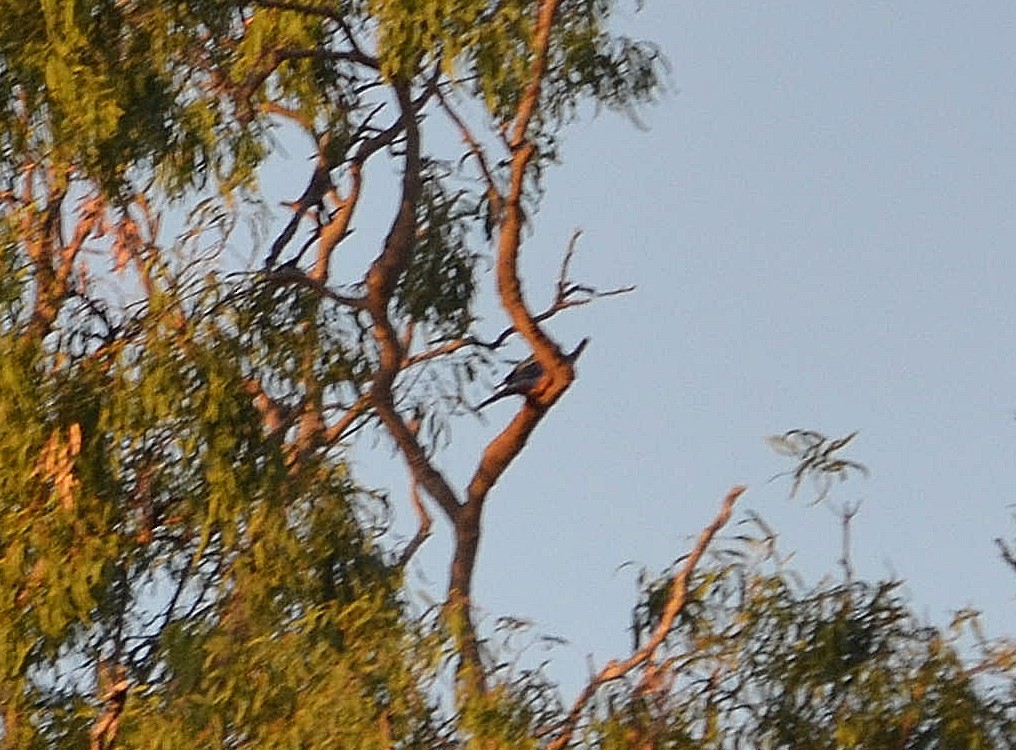 Pale-headed Rosella - ML614899111