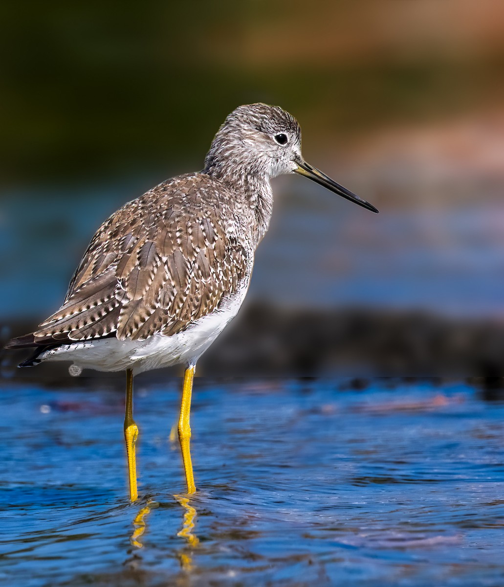 Greater Yellowlegs - ML614899197