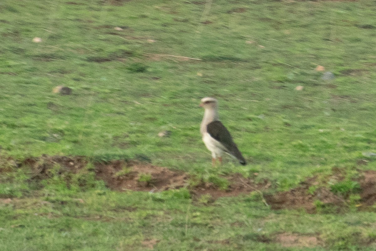 Andean Lapwing - ML614899262