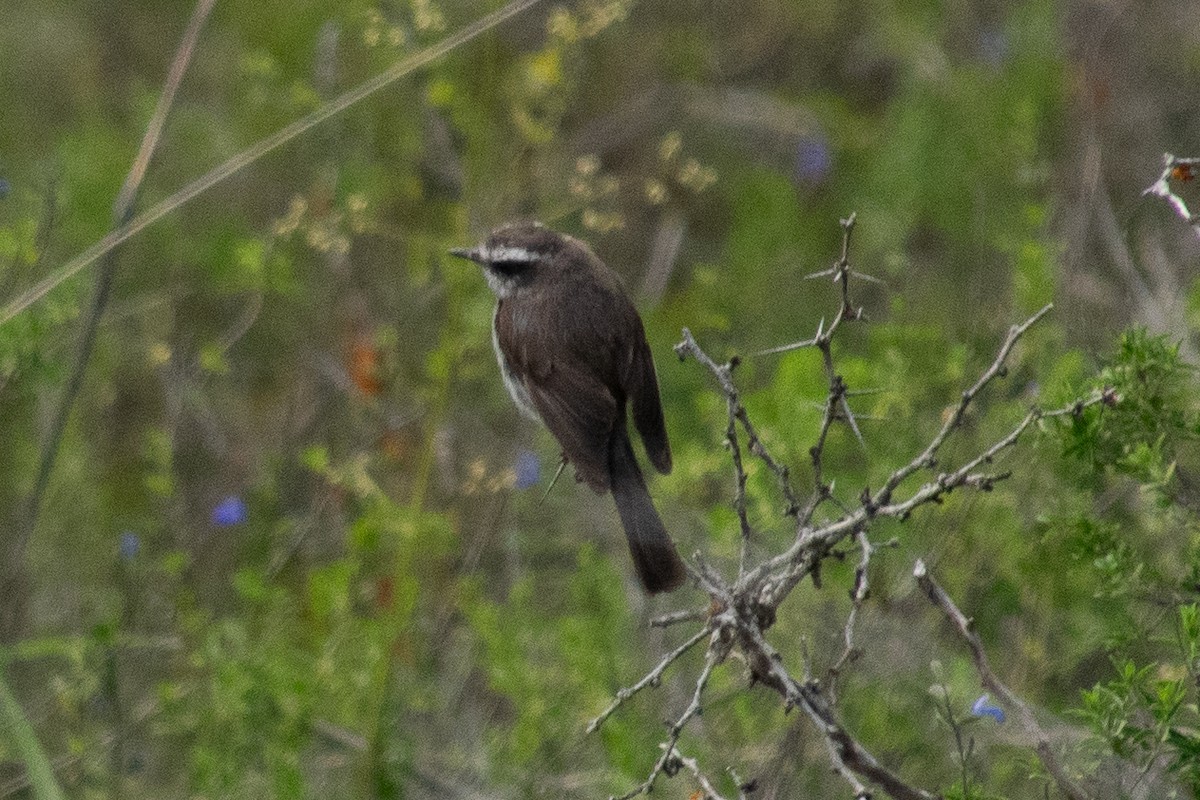 White-browed Chat-Tyrant - ML614899287