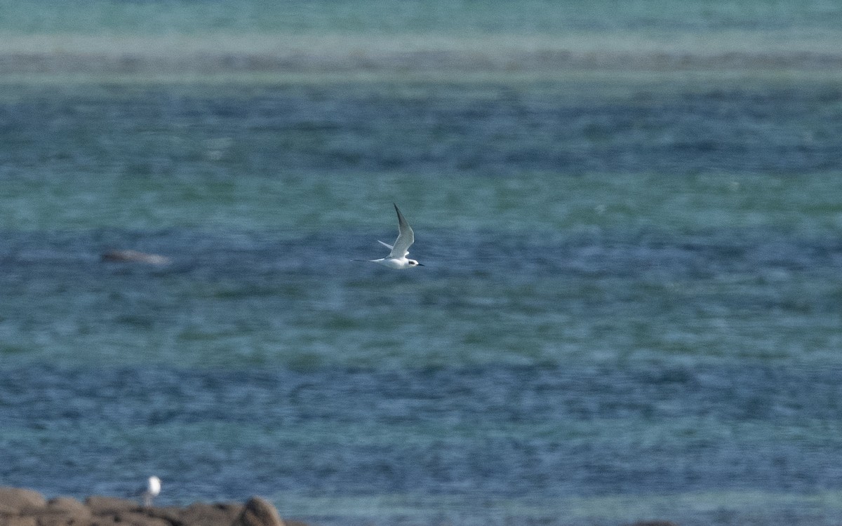 Forster's Tern - ML614899293