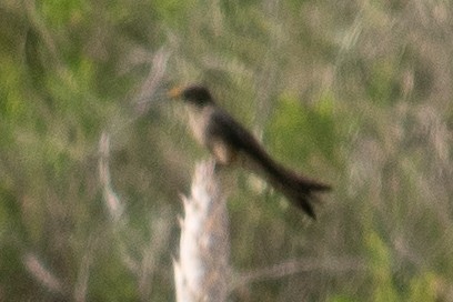 Colibrí Gigante - ML614899311