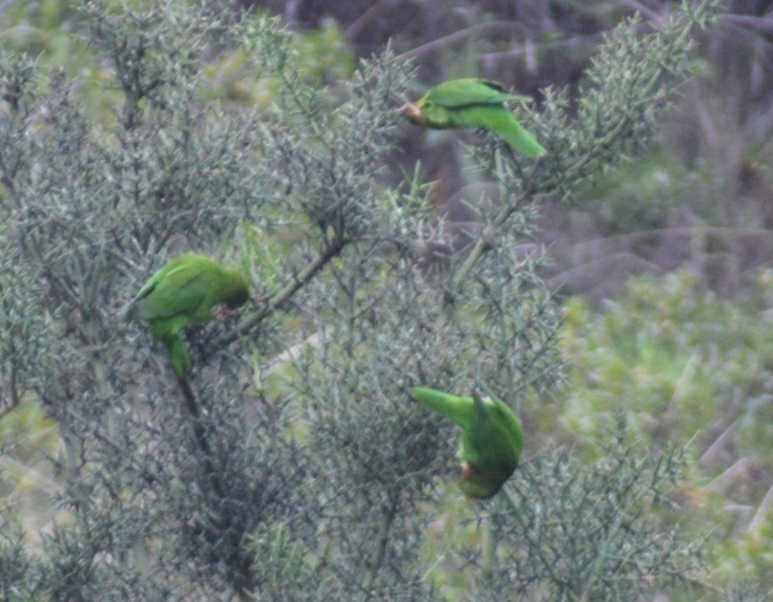 Andean Parakeet - ML614899324