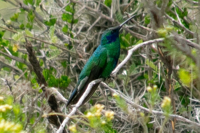kolibřík modrouchý - ML614899335