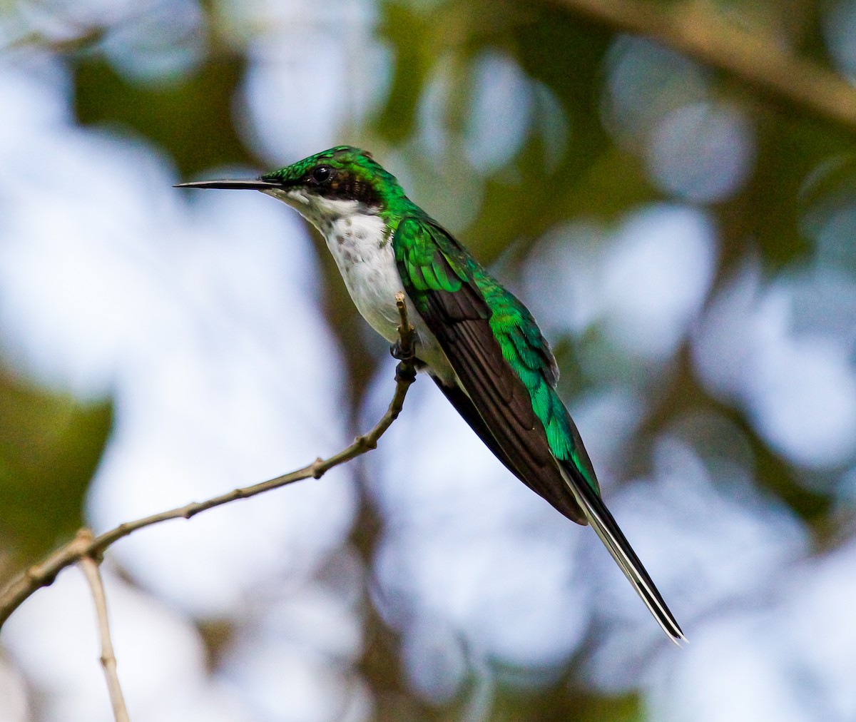 Black-eared Fairy - Vantuil Neves