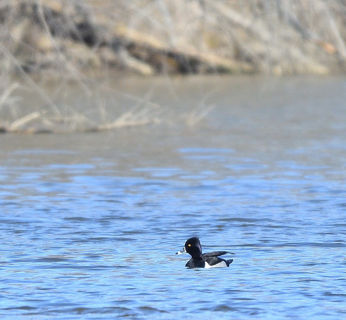 Ring-necked Duck - ML614899444