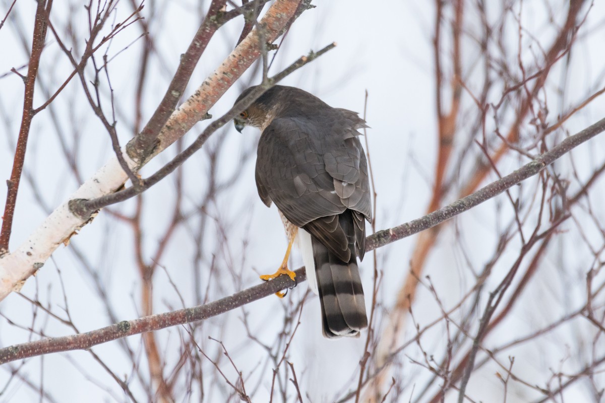 Sharp-shinned Hawk - ML614899468