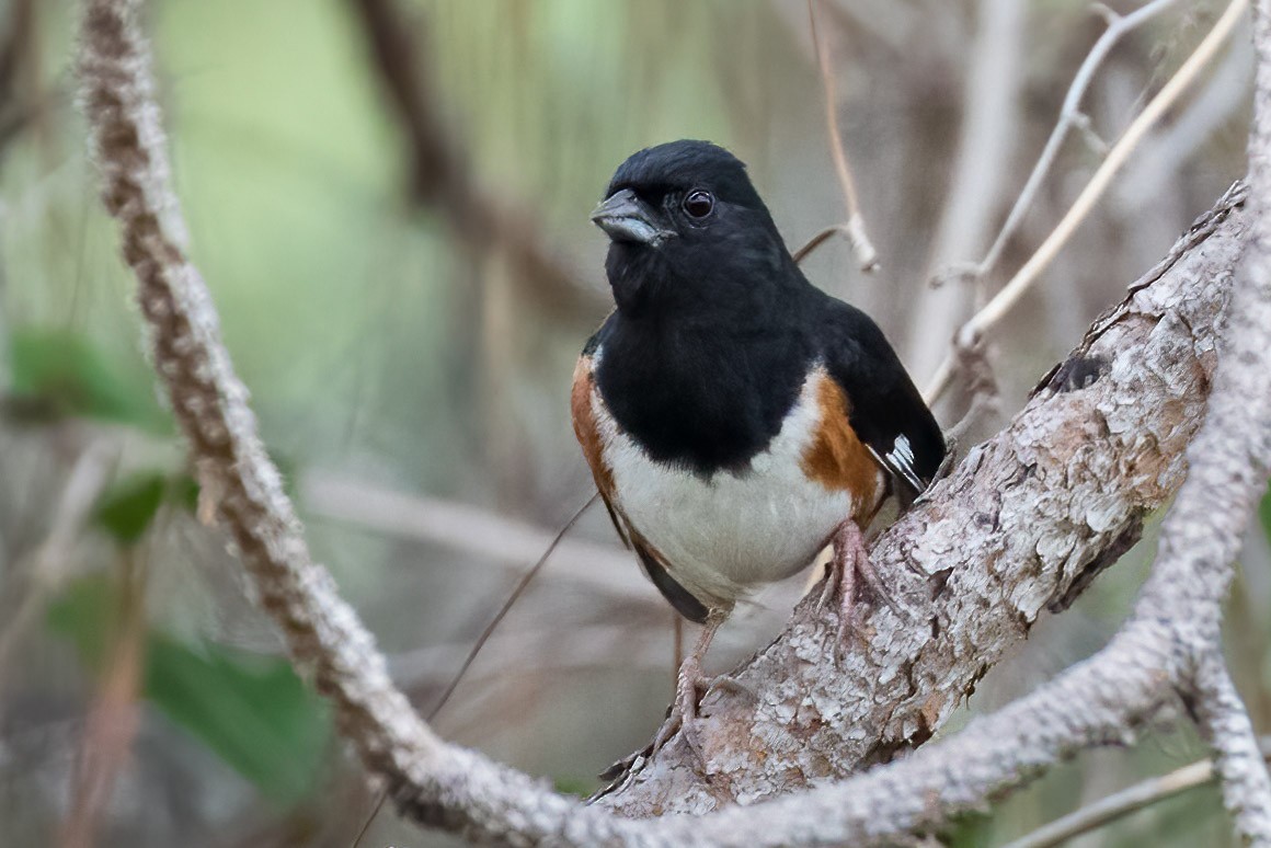 Eastern Towhee (Red-eyed) - Brett Hoffman