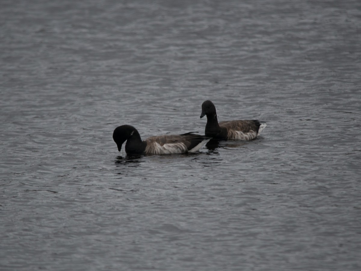 Brant (Atlantic) - ML614899532