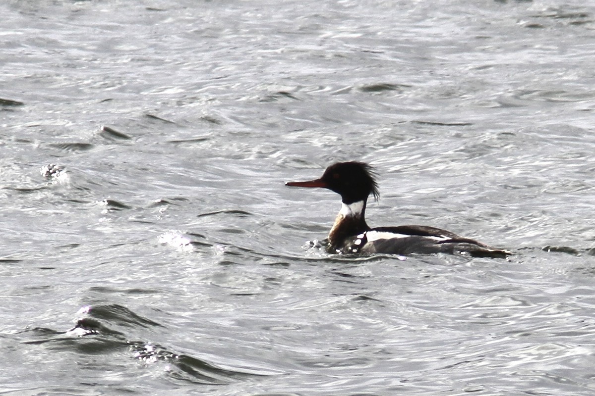 Red-breasted Merganser - ML614899648