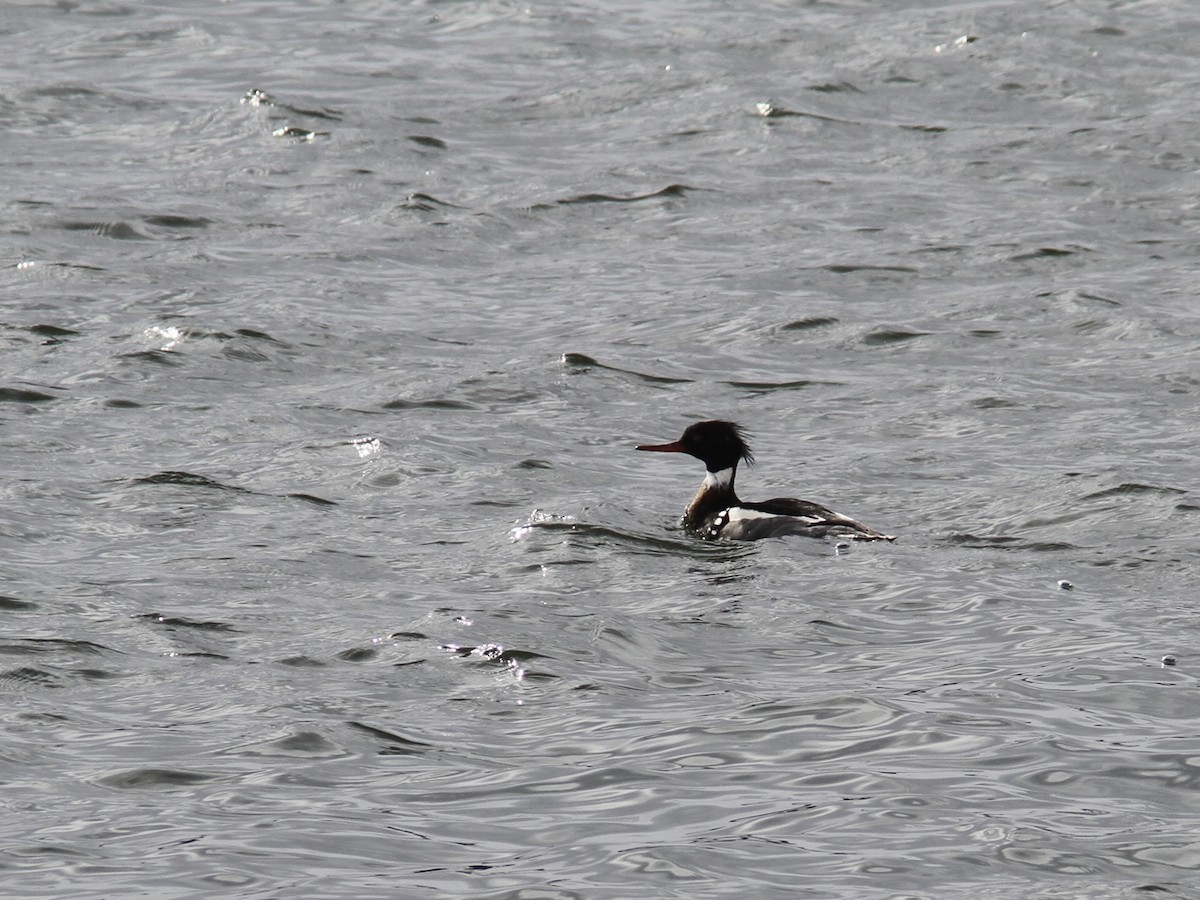 Red-breasted Merganser - ML614899649