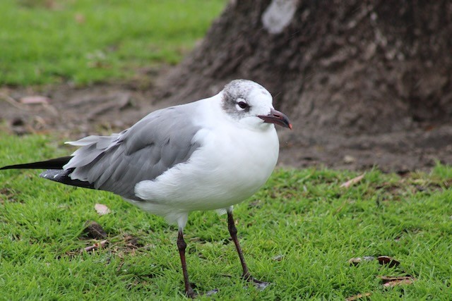 Gaviota Guanaguanare - ML614899719