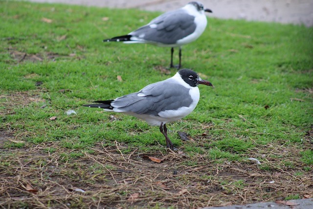 Mouette atricille - ML614899720