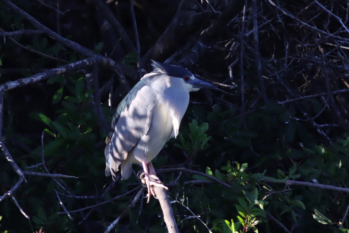 Black-crowned Night Heron - ML614899772