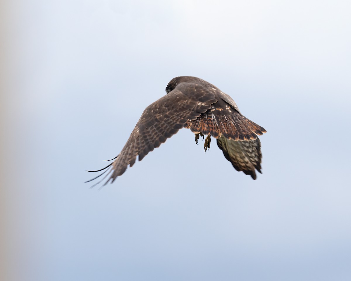 Red-tailed Hawk (Harlan's) - John Davis