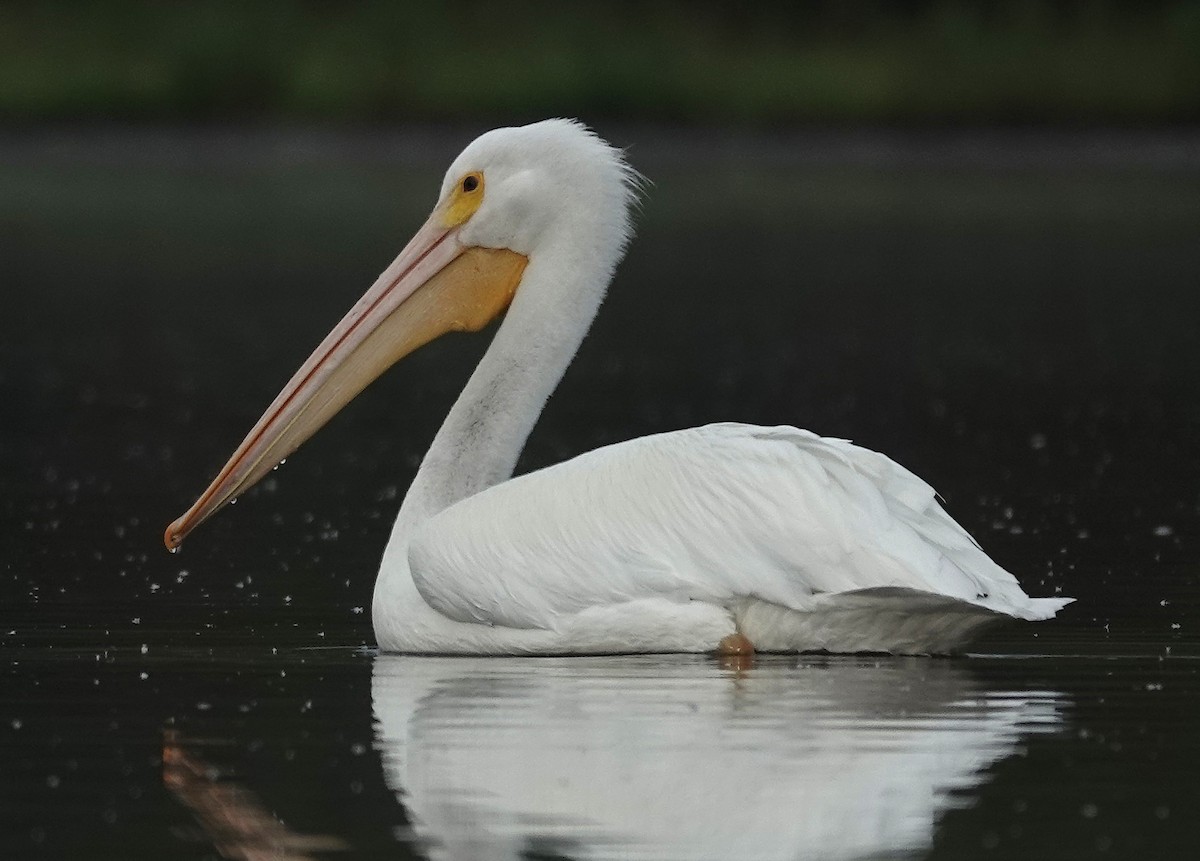 American White Pelican - ML614899984