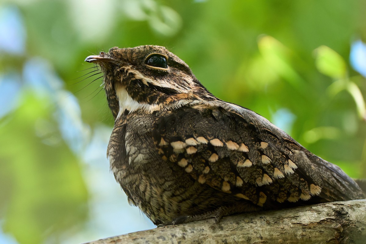 Little Nightjar - Leonardo Guinez