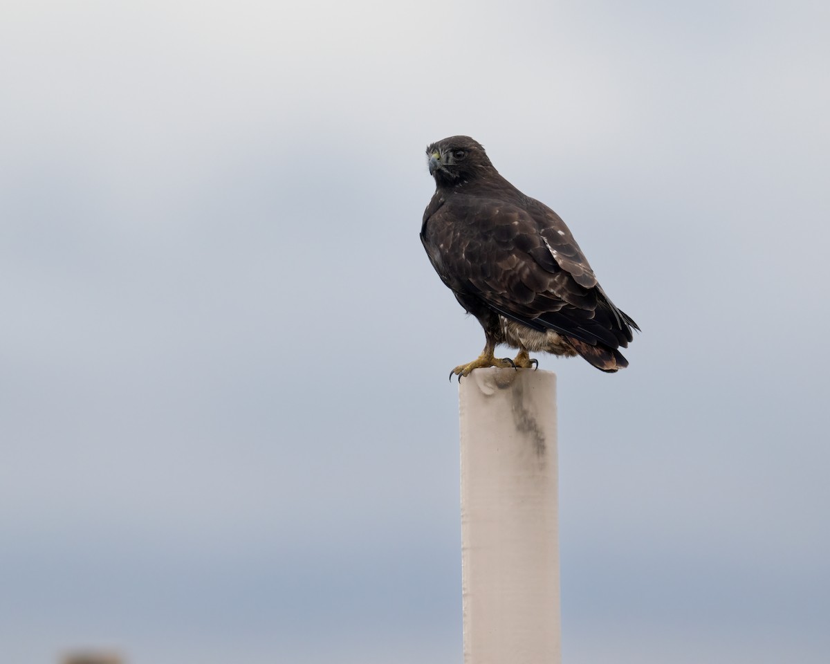 Red-tailed Hawk (Harlan's) - John Davis