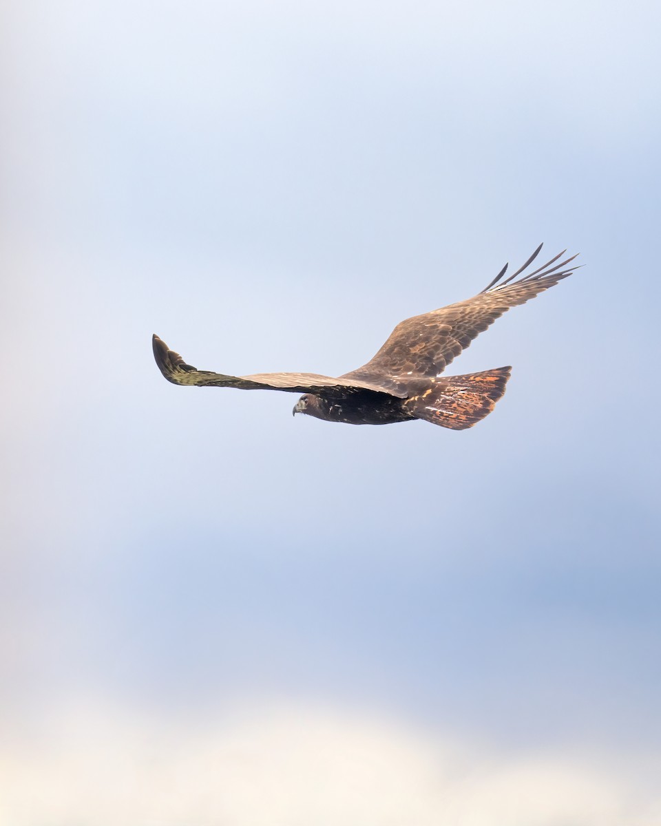 Red-tailed Hawk (Harlan's) - John Davis