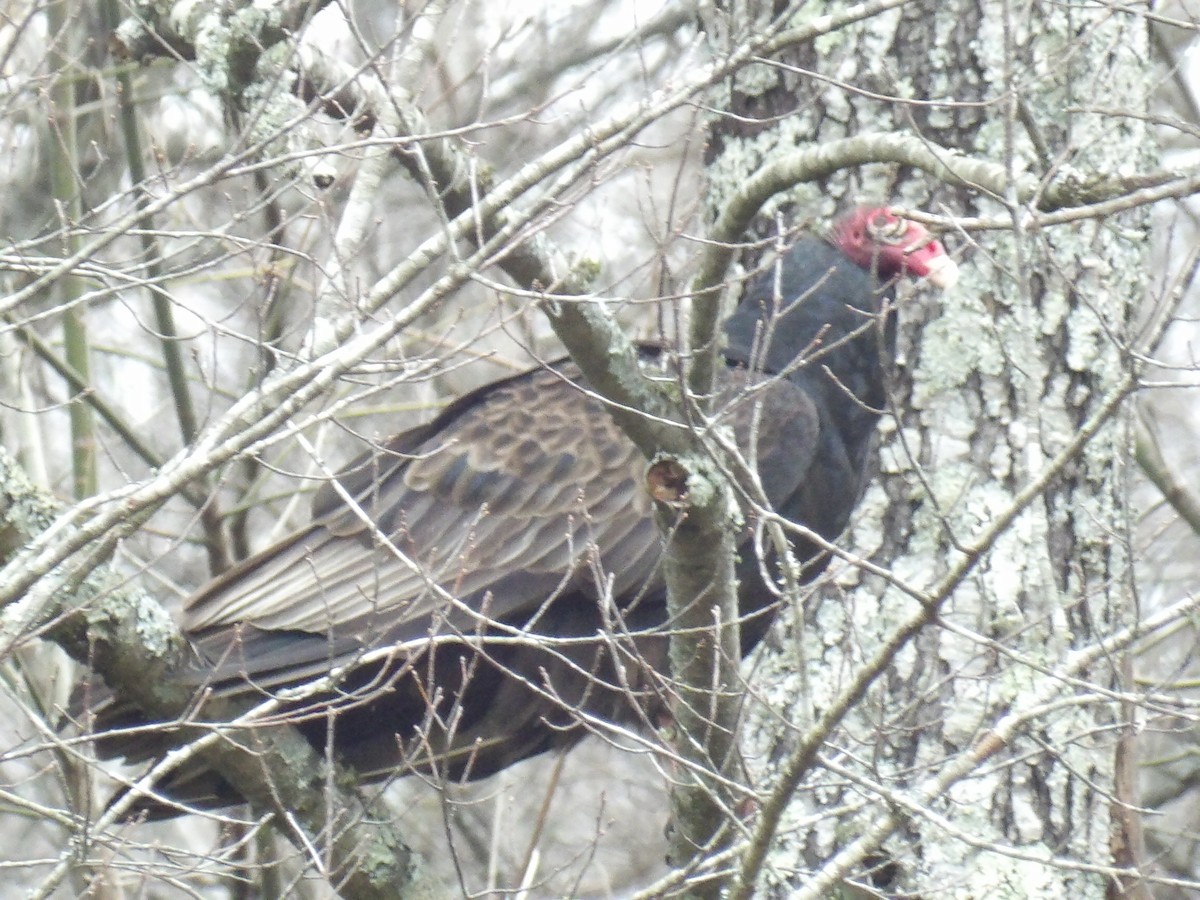 Turkey Vulture - ML614900055