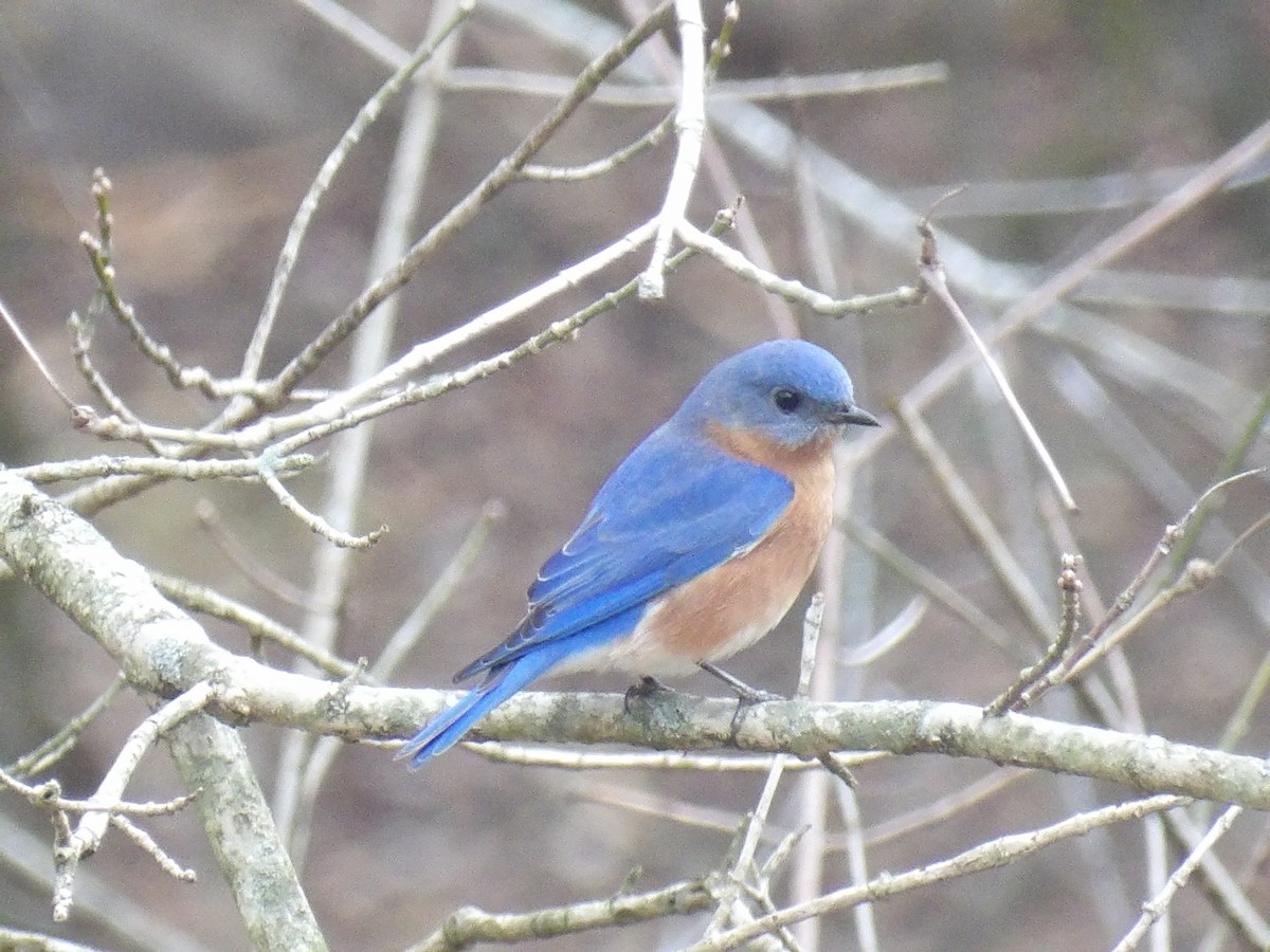 Eastern Bluebird - ML614900099