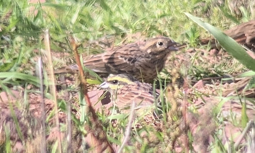 Cirl Bunting - Jamie Everett