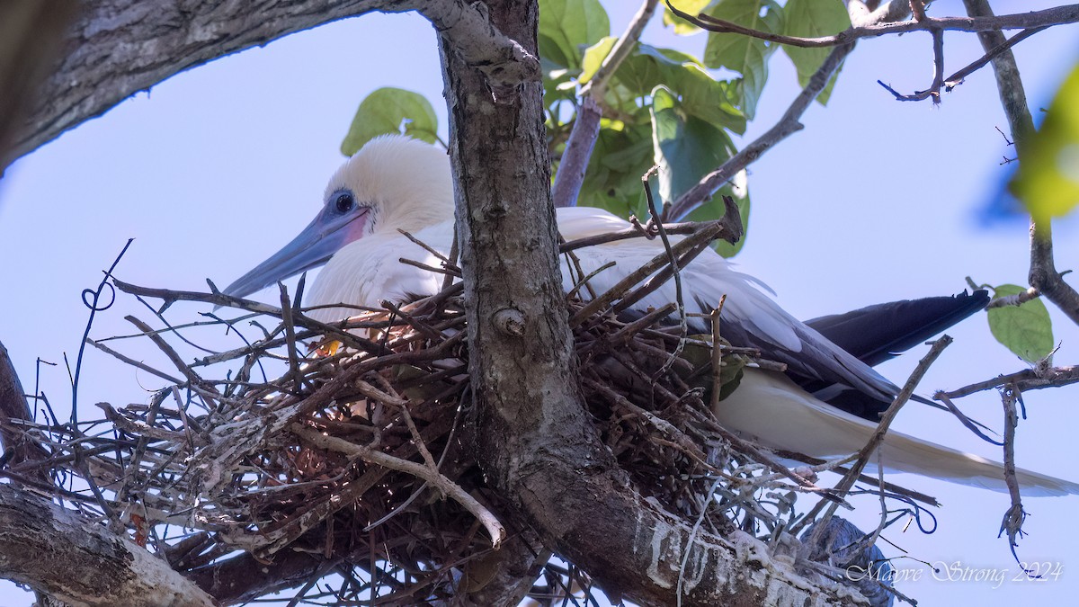 Red-footed Booby - Mayve Strong