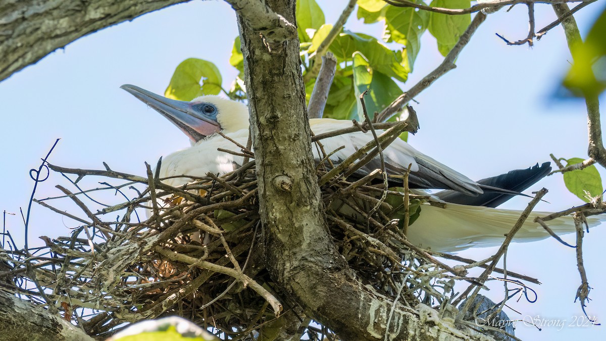 Red-footed Booby - Mayve Strong