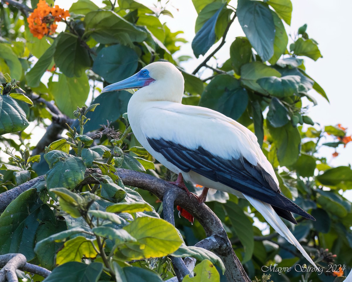 紅腳鰹鳥 - ML614900185