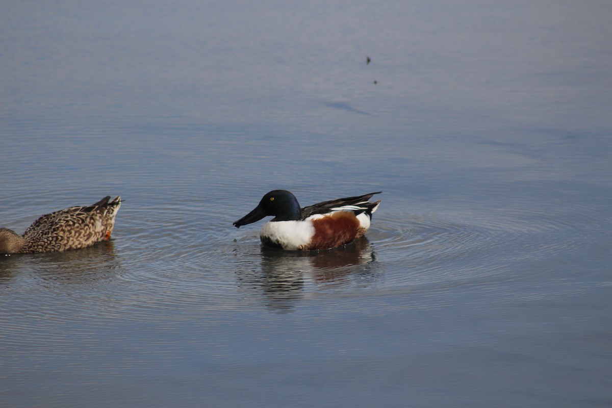 Northern Shoveler - ML614900195