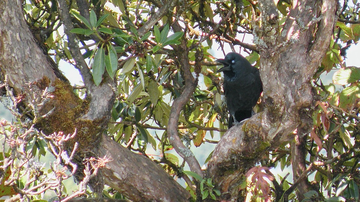 Common Raven - ML614900209