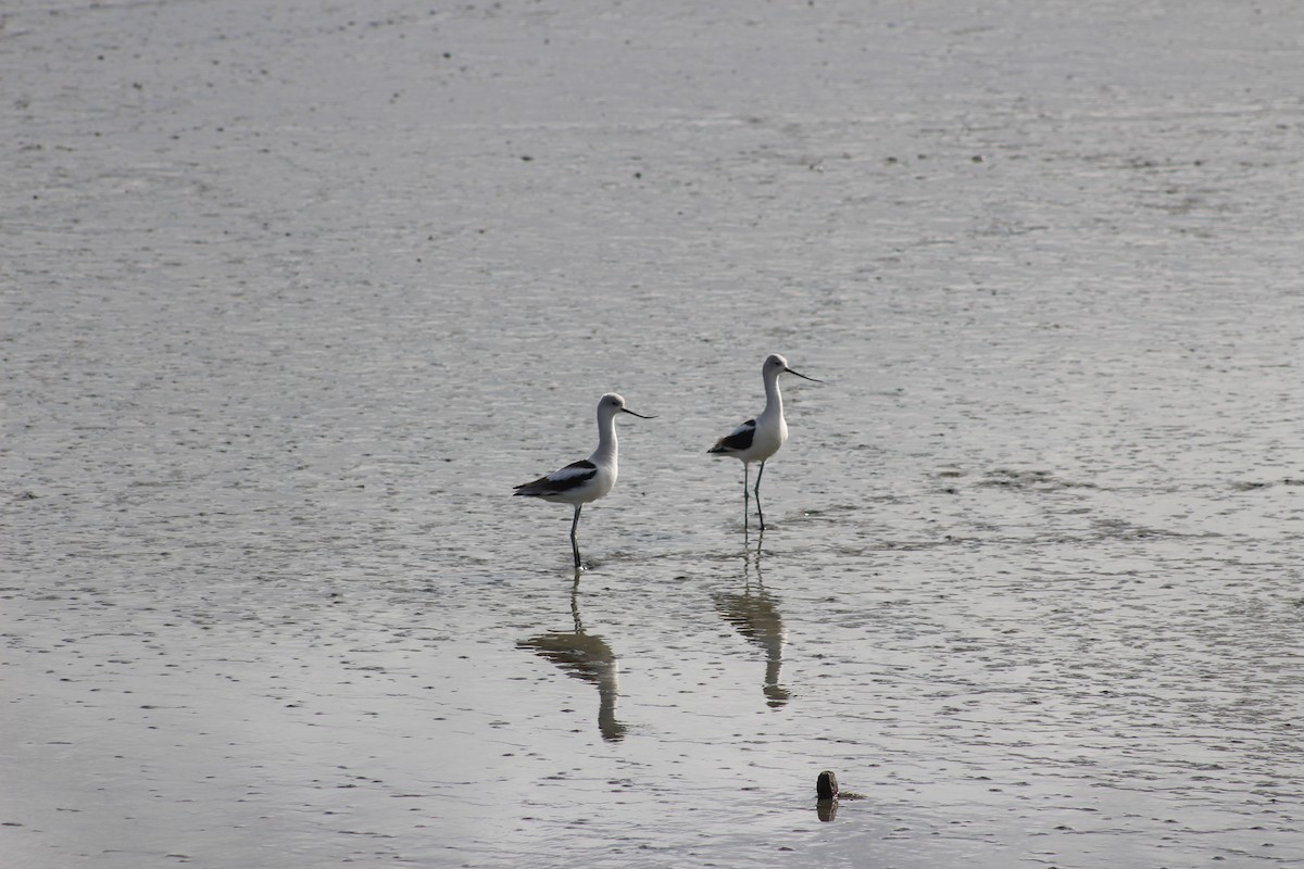 American Avocet - ML614900221