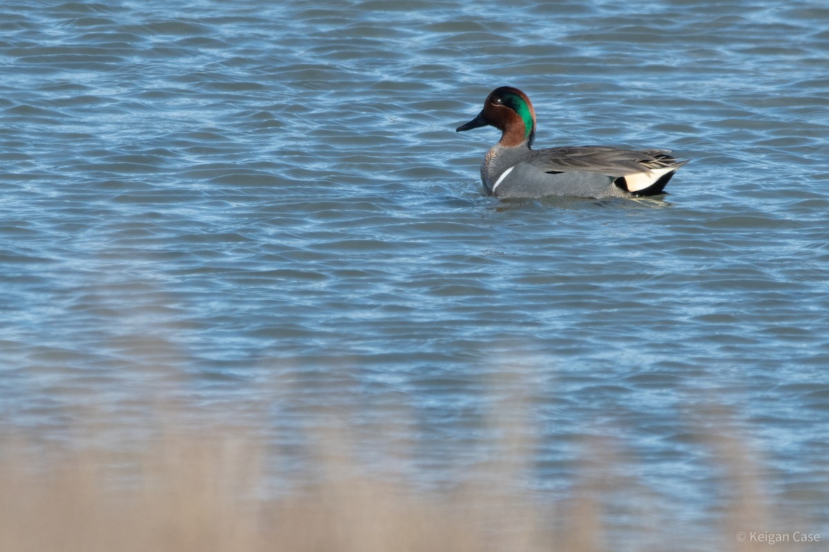 Green-winged Teal - ML614900224