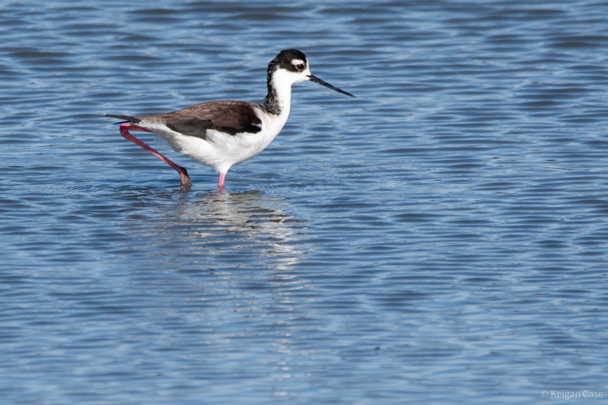 Black-necked Stilt (Black-necked) - ML614900234