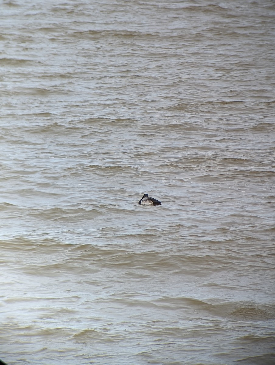 Greater Scaup - ML614900342