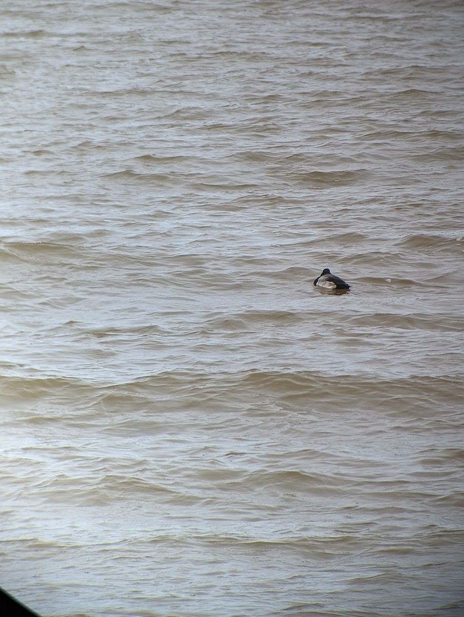 Greater Scaup - ML614900343