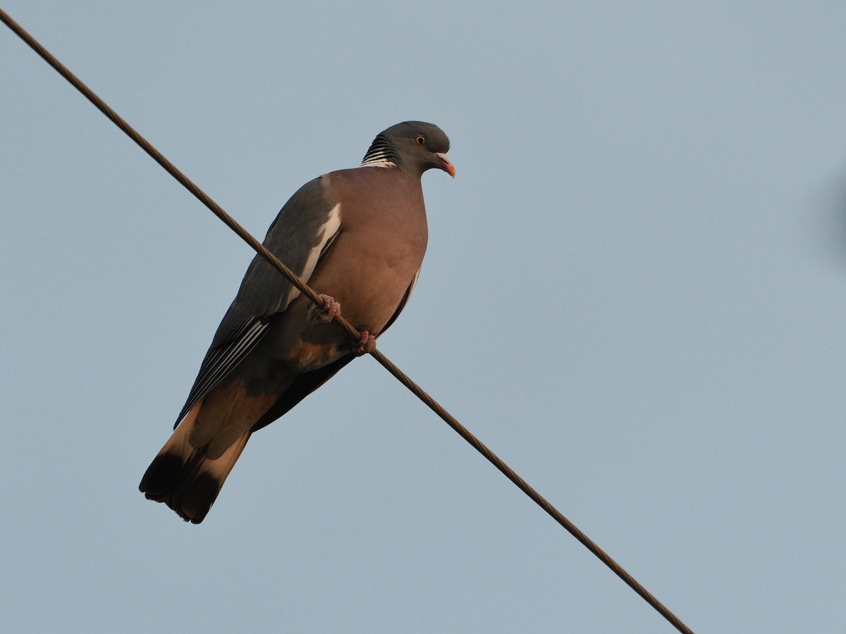 Common Wood-Pigeon - ML614900364