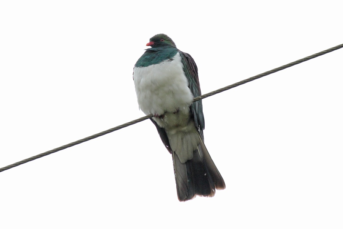 New Zealand Pigeon - ML614900367