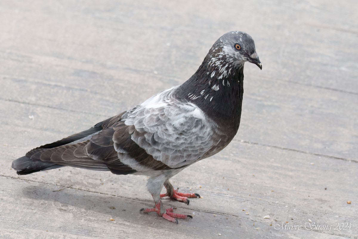 Pigeon biset (forme domestique) - ML614900382