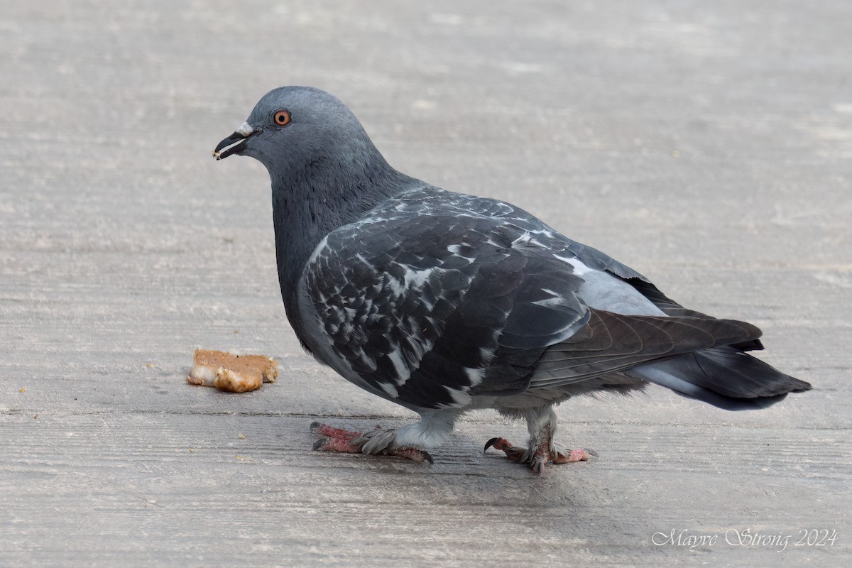 Rock Pigeon (Feral Pigeon) - ML614900383