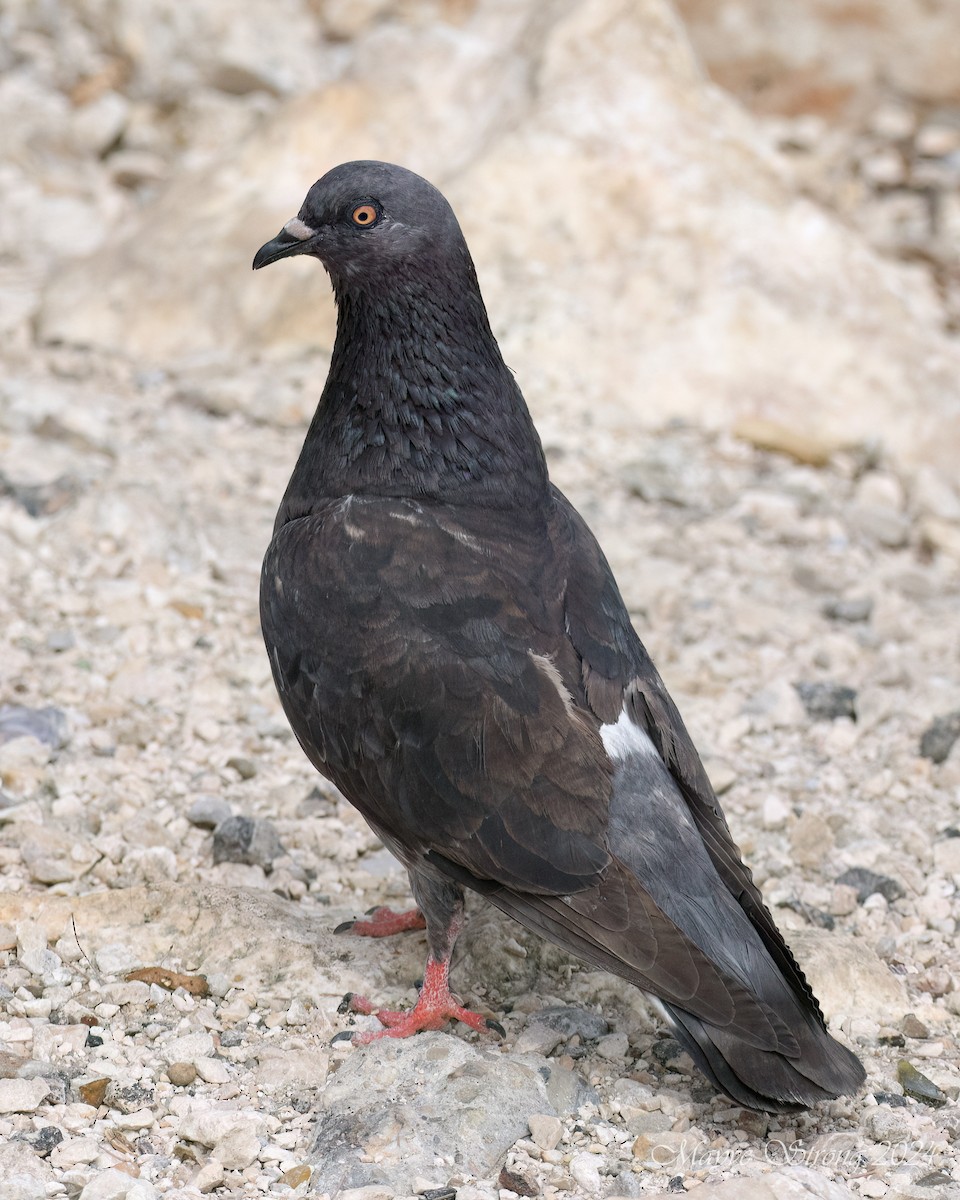 Pigeon biset (forme domestique) - ML614900384